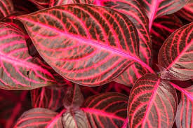 Image result for Iresine herbstii