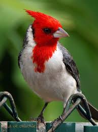 Birds With Red Crested Heads Red Crested Cardinal 1 Maui Hawaii Explored Beautiful Birds Wild Birds Colorful Birds