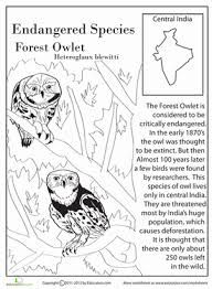 Endangered Species Forest Owlet Worksheet Education Com Endangered Animals Lessons Endangered Species Activities Endangered Animals Project