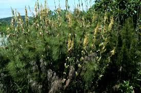 Image result for Restionaceae