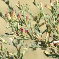 Image result for Pechuel-Loeschea leubnitziae