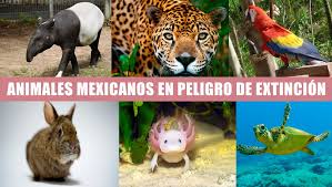 Resultado de imagen de fotos de animales en peligro de extinción