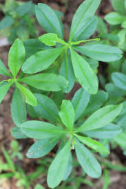 Image result for Talinum portulacifolium