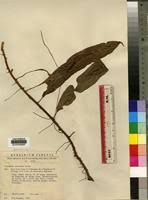 Image result for Oleandra distenta