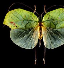 Insect Leaves Arrangement A Scanogram By Frans Wass On Tumblr Borboletas Libelinhas Artropodes