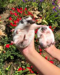 2 580 Otmetok Nravitsya 37 Kommentariev Hedgehogs Sea Hedgehogs V Instagram Hedgehog Hedgehogs H In 2020 Cute Little Animals Cute Baby Animals Cute Animals