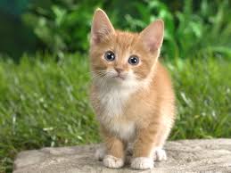 We did not find results for: Download Wallpaper Kartun Kucing Comel Hd Cikimm Com