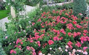 Bodendecker Fur Sonnige Standorte Bodendeckerrosen Pflanzen Bodendecker