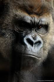 King Kong Animals Wild King Kong Primates