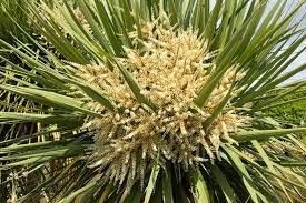 Cordyline Flower Scent Best Flower Wallpaper