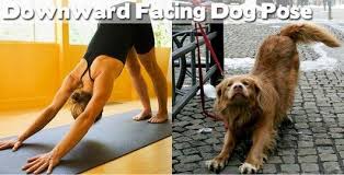 Dog Pose Animated Movies Funny Funny Baby Images Funny Cartoons