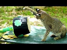 Baby Bobcat Has Fun Youtube In 2020 Baby Bobcat Big Animals Cat Abuse