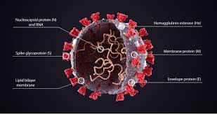 Mrna (messenger rna) is like a blueprint that carries the information cells use to produce different proteins. Can Covid 19 Vaccines Keep Up With An Evolving Virus