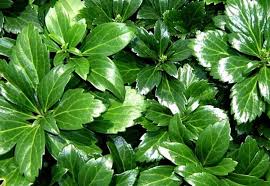 Image result for Pachycarpus spurius