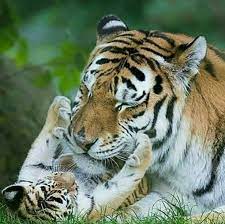 Mama Tigre Y Su Pequeno Photo De Tigre Tigre Du Bengale Tigre Photographie