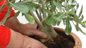 We did not find results for: Rosa Del Desierto O Adenio Caracteristicas Y Cuidados Jardinatis