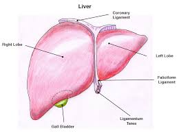 What are the main functions of the liver. Functions And Anatomy Of Human Body Learn Facts About Human Body