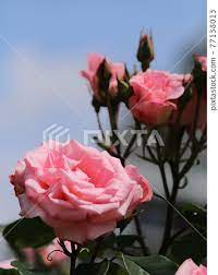 玫瑰（愛子公主）【八津玫瑰園】-照片素材（圖片） [77138013] - PIXTA圖庫