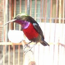 Dalam ilmu genetika, cuma ada lovebird albino mata merah, sementara lovebird albino mata hitam tidak ada. 70 Gambar Burung Dan Jenisnya Dari Berbagai Negara Dan Penjelasannya