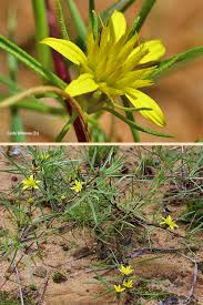 Image result for Geigeria burkei