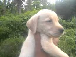 In the present i have large number of dogs of german shepherd, labrador retriever, golden retriever, rottweiler and dachshund breeds. Golden Retriever For Sale In Sri Lanka Petfinder