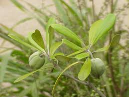 Image result for Pittosporaceae