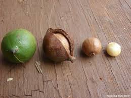 What words mean, how to pronounce them, how to use them in a sentence. Macadamia Integrifolia Frucht Nutzpflanzen M