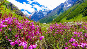 Check spelling or type a new query. Valley Of Flowers India Tourist Guide Uttarakhand Tourist Guide Uttarakhand Tourism Holiday Travel