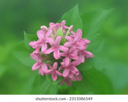 Image result for x Ruttyruspolia 'Phyllis van Heerden'