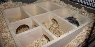 Dein neues holz hamsterhaus individuell gestaltet nach deinem design. Mehrkammernhaus Fur Hamster Richtige Kammergrosse Und Eingange