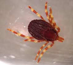 Image result for Viscum congolense