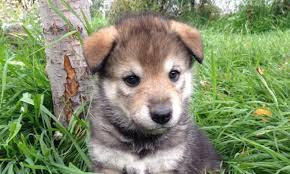 Husky puppies for adoption colorado. Colorado Wolf Hybrid Pups Malemute Husky Shepard Crosses