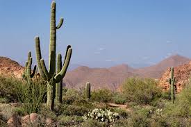 Cacti make use of many structural adaptations, such as shallow roots, fixed spines and thick stems, to survive in the desert where there is minimal rainfall. What Does Adapting Mean Adapting Is The Way In Which An Animal Or Plant Is Suited To Where It Lives If Something Is Well Adapted To Where It Lives It Will Be
