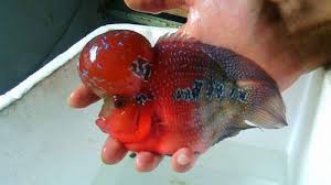 Natural Flowers Horn Size Natural Rs 2000 Piece Hiran Fish Aquarium Id 3072509733