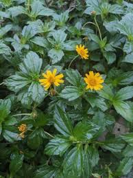 Image result for Sphagneticola trilobata