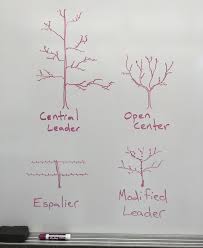 This has been a long forgotten part of the yard. Fruit Tree Pruning At Its Best 4 Common Fruit Tree Pruning Forms