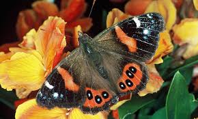We did not find results for: How To Attract Butterflies To Your Garden Forest And Bird