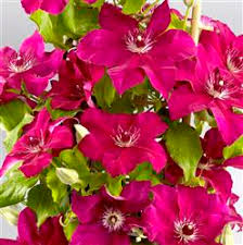 We did not find results for: Clematis Boulevard Olympia P