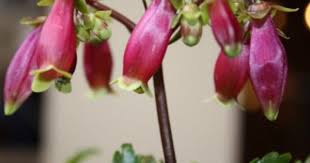Kalanchoe Porphyrocalyx Pearl Bells Cactus Succulents Hardiness Unknown Bright Indirect Lig Kalanchoe Blossfeldiana Planting Mums Cactus And Succulents