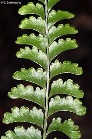 Image result for Lindsaeaceae