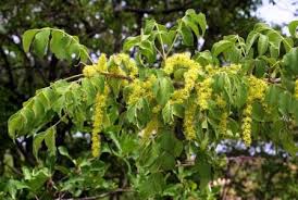 Image result for Ochna gambleoides