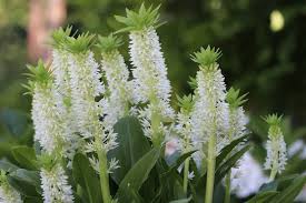 Schopflilie Ananasblume Eucomis Pflege Anleitung Ananas Blumen Lilien Pflanzen
