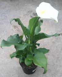 L Arum D Ethiopie Un Beau Calla Blanc Bulbe Fleur Arum Blanc Arum