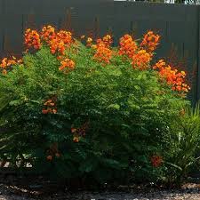 Mexican Bird Of Paradise Plant Varieties This Showy Desert Bloomer Is Spectacular The Huge Red And Yellow Flowers Appear Tropical With Long Fe Birds Of Paradise Plant Paradise Plant Flower Landscape