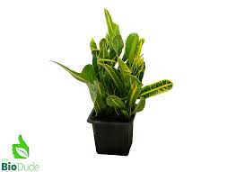 Image result for Croton