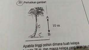 Perhatikan Gambar Apabila Tinggi Pohon Dimana Buah Kelapa Berada 25m Dan Massa Kelapa Yang Akan Brainly Co Id