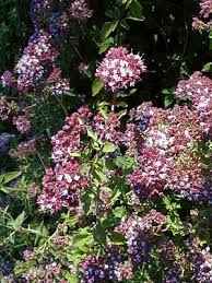 Oficiálna nomenklatúra gréckeho oregana je origanum vulgare subsp. Purple Oregano Herb Good Scents Good Groundcover