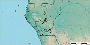 Image result for Whitfieldia brazzae