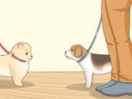Trainpetdog.com has been visited by 10k+ users in the past month 3 Ways To Care For An 8 Week Old Puppy Wikihow