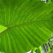 Image result for Gonatopus petiolulatus